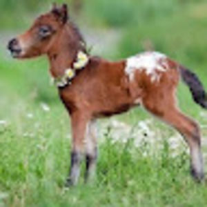 Meet your Posher, Cara